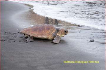 Ruta por la costa en memoria de José Luis González Ruano (Foto Ildefonso Rodríguez y TA)